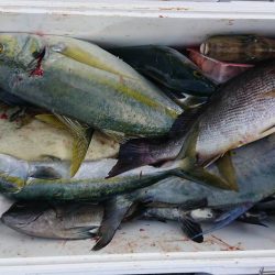 伊豆下田フィッシング 釣果