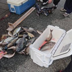 伊豆下田フィッシング 釣果