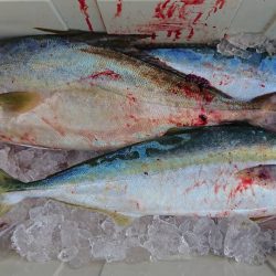 伊豆下田フィッシング 釣果