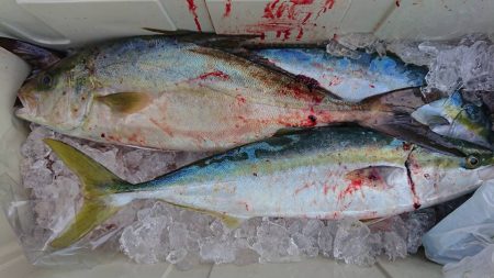 伊豆下田フィッシング 釣果