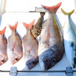 Marine T Design　マリンティーデザイン 釣果