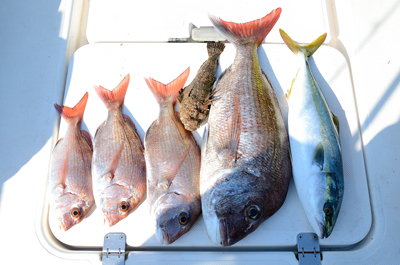 Marine T Design　マリンティーデザイン 釣果