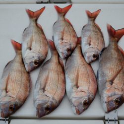 Marine T Design　マリンティーデザイン 釣果