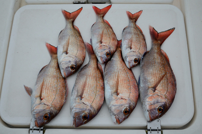 Marine T Design　マリンティーデザイン 釣果