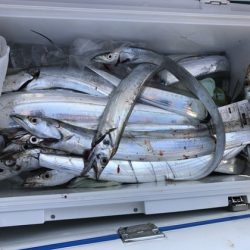 遊漁船高橋 釣果