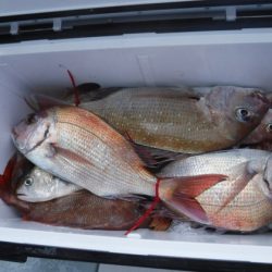 遊漁船 幸友丸 釣果