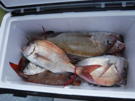 遊漁船 幸友丸 釣果