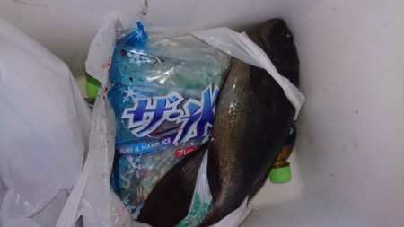 千津丸 釣果