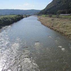 狩野川(狩野川漁業協同組合) 釣果