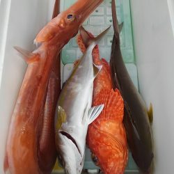 遊漁船 新鋭丸 釣果