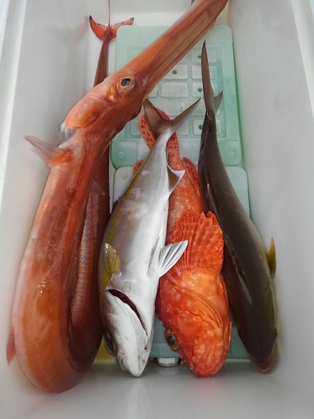 遊漁船 新鋭丸 釣果