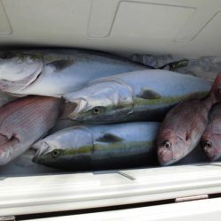 大進丸(新潟) 釣果