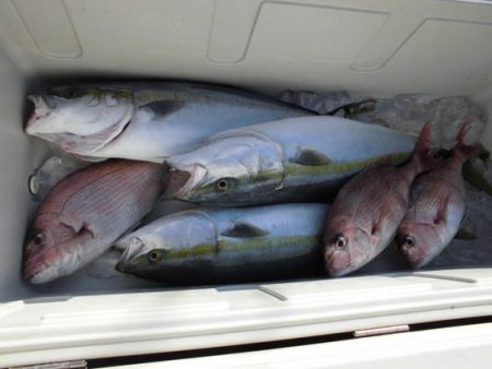 大進丸(新潟) 釣果