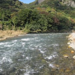 狩野川(狩野川漁業協同組合) 釣果