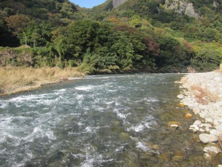 狩野川(狩野川漁業協同組合) 釣果