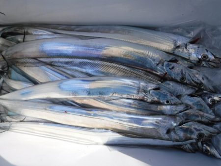 遊漁船 幸友丸 釣果