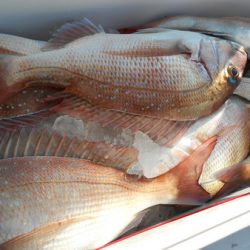 こうゆう丸 釣果