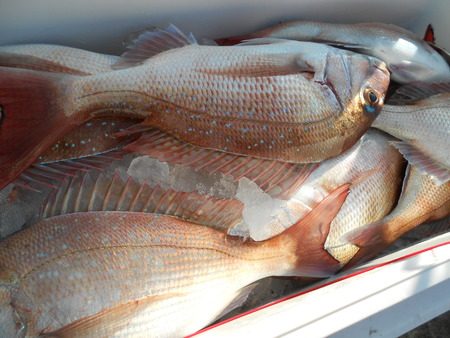 こうゆう丸 釣果