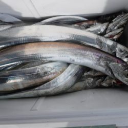 遊漁船 幸友丸 釣果