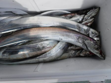 遊漁船 幸友丸 釣果