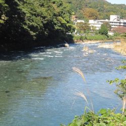 狩野川(狩野川漁業協同組合) 釣果