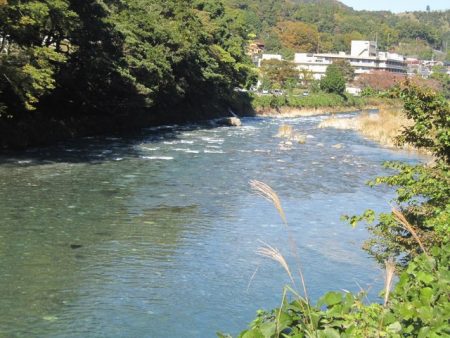 狩野川(狩野川漁業協同組合) 釣果