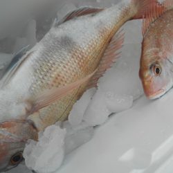 こうゆう丸 釣果