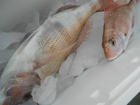 こうゆう丸 釣果