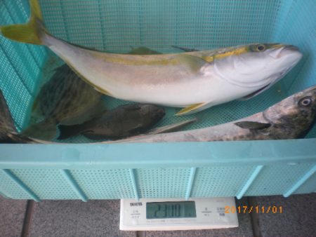 姫路市立遊魚センター 釣果