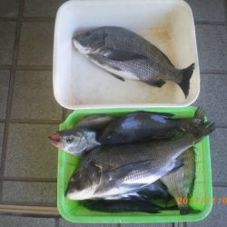 姫路市立遊魚センター 釣果