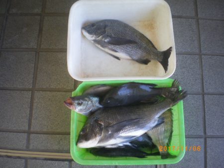 姫路市立遊魚センター 釣果