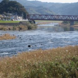 狩野川(狩野川漁業協同組合) 釣果