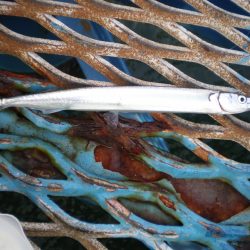 オリジナルメーカー海づり公園(市原市海づり施設) 釣果