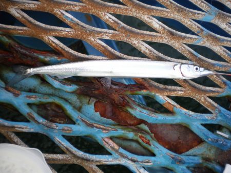 オリジナルメーカー海づり公園(市原市海づり施設) 釣果