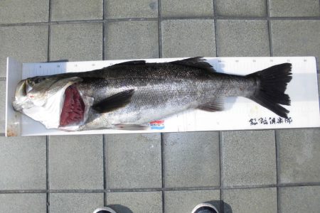 尼崎市立魚つり公園 釣果