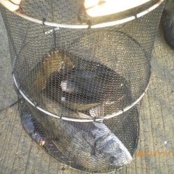 姫路市立遊魚センター 釣果