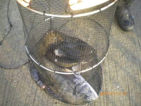 姫路市立遊魚センター 釣果