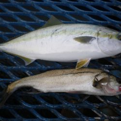 オリジナルメーカー海づり公園(市原市海づり施設) 釣果