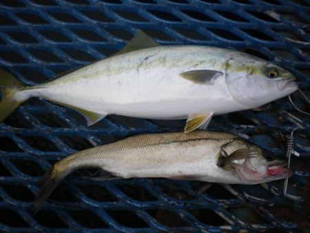 オリジナルメーカー海づり公園(市原市海づり施設) 釣果
