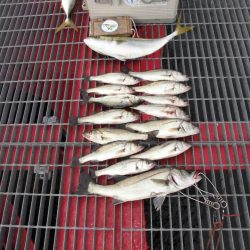 尼崎市立魚つり公園 釣果