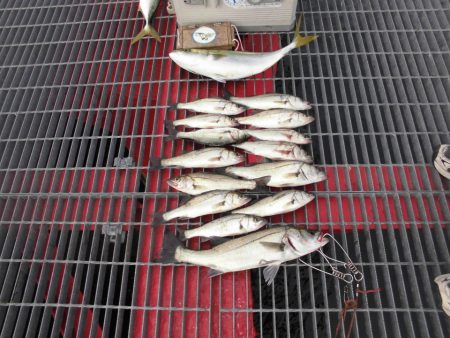 尼崎市立魚つり公園 釣果