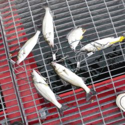 尼崎市立魚つり公園 釣果