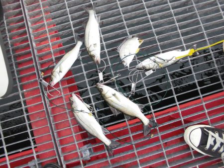 尼崎市立魚つり公園 釣果