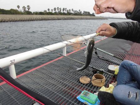 尼崎市立魚つり公園 釣果