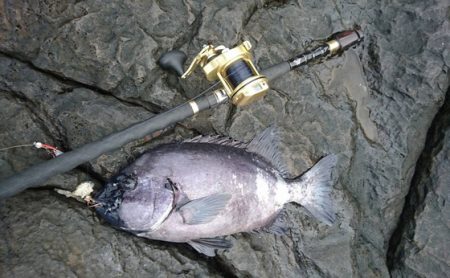 しば渡船 釣果