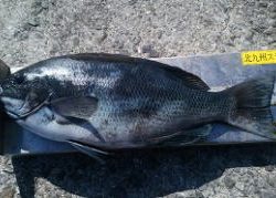 第八有漁丸 釣果