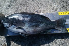 第八有漁丸 釣果