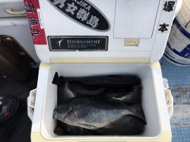 第八有漁丸 釣果