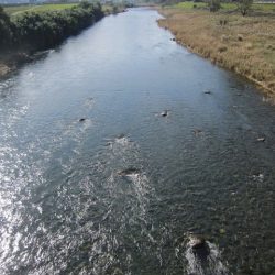 狩野川(狩野川漁業協同組合) 釣果