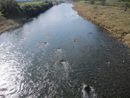 狩野川(狩野川漁業協同組合) 釣果